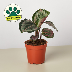Calathea Medallion foliage overhead canopy pattern