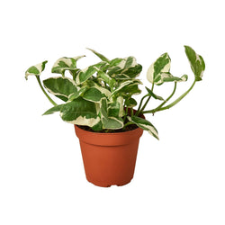 Pothos N'Joy in 4 inch nursery pot