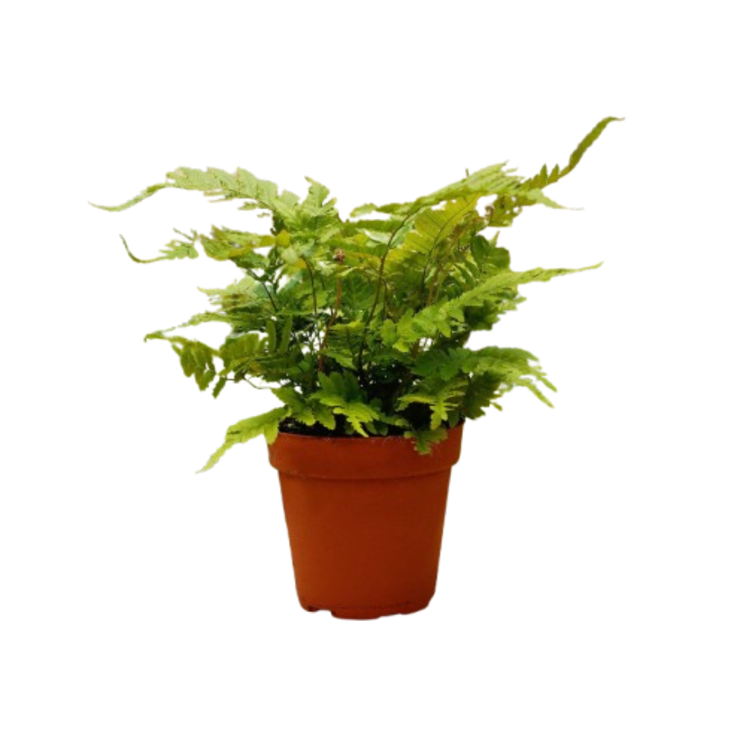 Palma Monthly Pet-Friendly box: a plant in a 3 inch nursery pot