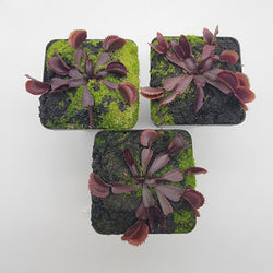 Venus flytrap (Dionaea muscipula)  "Midnight"