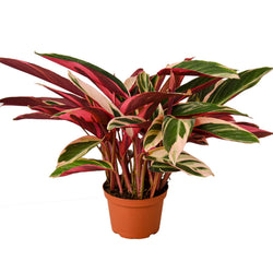 Stromanthe Triostar in 6 inch nursery pot