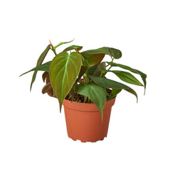 Velvet Leaf Philodendron iridescent foliage