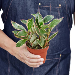 Peperomia Ginny top view