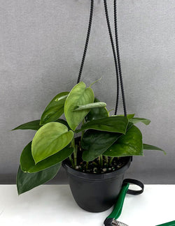 Scindapsus Jade Satin in 4 inch nursery grow pot on neutral background