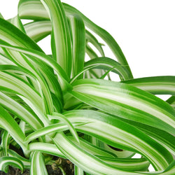 Spider Plant Bonnie ribbon variegation close up