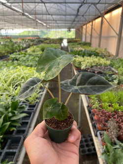 Alocasia 'Polly' African Mask Plant photo 3