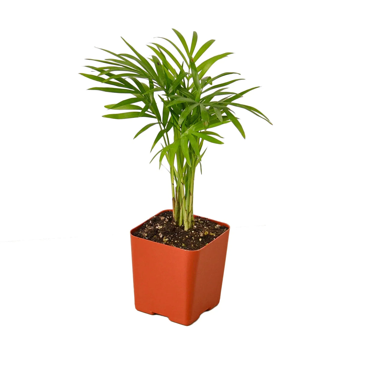 Parlor Palm in 4 inch nursery pot