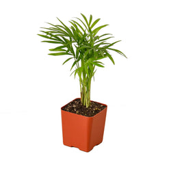 Parlor Palm in 4 inch nursery pot