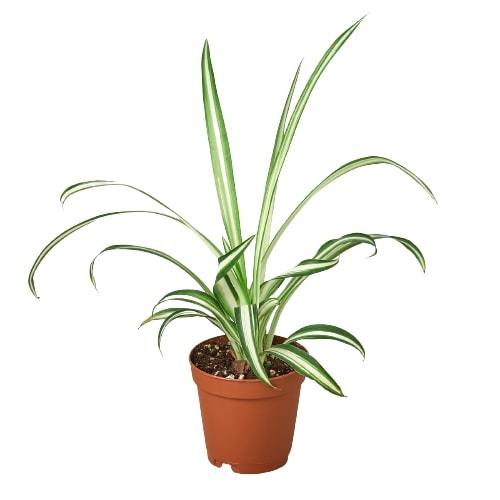Spider Plant Reverse in nursery grow pot on white background