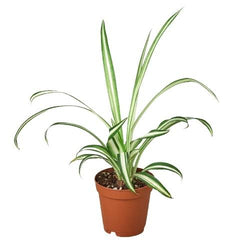 Spider Plant Reverse in the Beginner Plant Trio