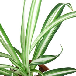 Spider Plant Reverse foliage detail