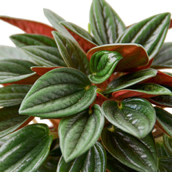 Peperomia Rosso foliage undersides - Palma