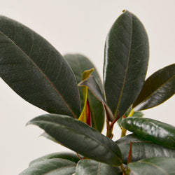 Ficus Burgundy foliage detail showing rich wine venation and thick leathery sheen