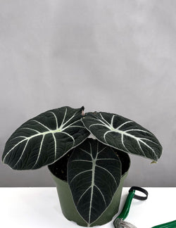 Alocasia Black Velvet upright studio specimen