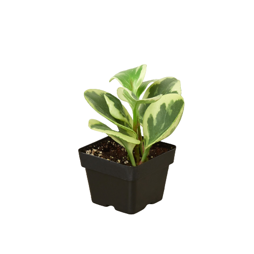 Peperomia Marble in nursery grow pot on clean white background