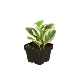 Peperomia Marble in nursery grow pot on clean white background