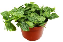 Nerve Plant (Fittonia) photo 2