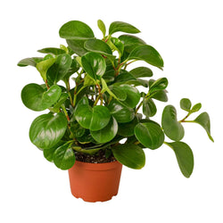 Peperomia Thailand top view