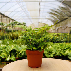 Example monthly plant: a fern in a nursery pot in the greenhouse