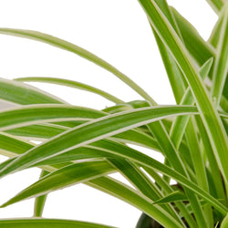 Spider Plant Reverse arching ribbon close up
