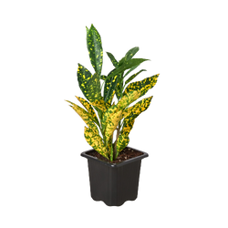 Croton 'Gold Dust'
