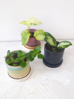 Cosmos Blue 3" Ceramic Plant Pot and Saucer