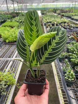 Prayer Plant 'Lemon Lime' (Maranta leuconeura) photo 3
