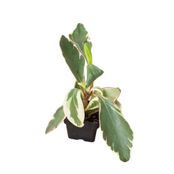 Peperomia Ginny in nursery grow pot on clean white background