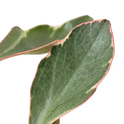 Peperomia Ginny tricolor variegation