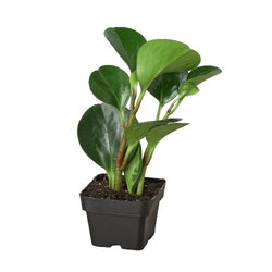 Peperomia Thailand in nursery grow pot on white background