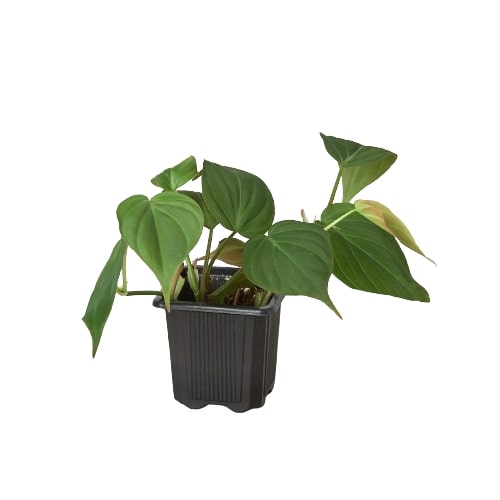 Velvet Leaf Philodendron (Philodendron micans) in nursery grow pot on white background