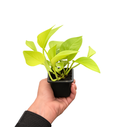 Neon Pothos in 4 inch nursery pot