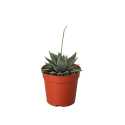Succulent Haworthia Miami