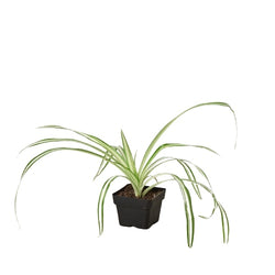 Spider Plant Reverse specimen on white background