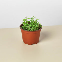String of Dolphins (Senecio peregrinus) in 4 inch nursery grow pot on neutral background