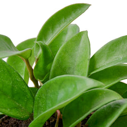 Hoya Carnosa in 6 inch nursery pot