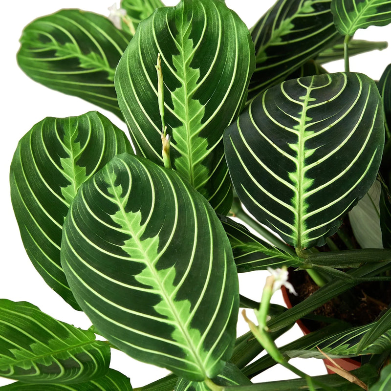 Prayer Plant 'Lemon Lime' (Maranta leuconeura)