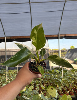 Philodendron White Princess white splash and emerald variegation