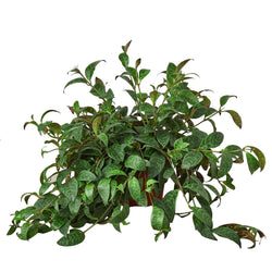Lipstick Plant 'Black Pagoda' Aeschynanthus photo 5