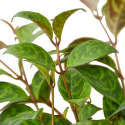 Lipstick Plant 'Black Pagoda' Aeschynanthus photo 3