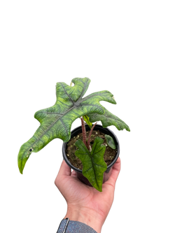 Alocasia 'Jacklyn'