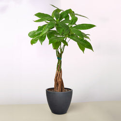 Money Tree in 4 inch nursery pot