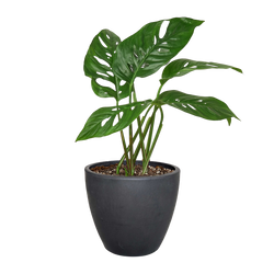 Monstera Adansonii in 4 inch nursery pot