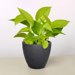 Neon Pothos in 4 inch nursery pot