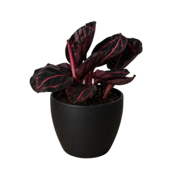 Calathea Dottie in 4 inch nursery pot