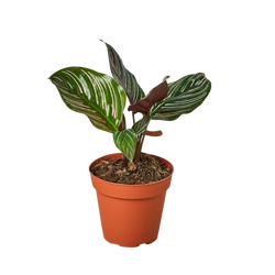 Calathea Ornata Pinstripe (4") - Studio Packshot on White Background