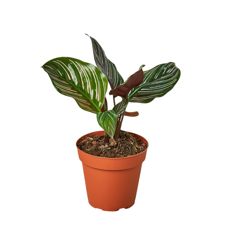 Calathea Ornata Pinstripe (4")