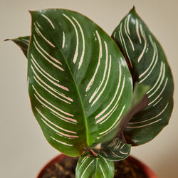 Calathea Ornata Pinstripe - Leaf Foliage Macro