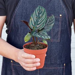 Calathea Ornata Pinstripe - Canopy Profile