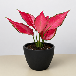 Chinese Evergreen 'Ruby' Aglaonema photo 3